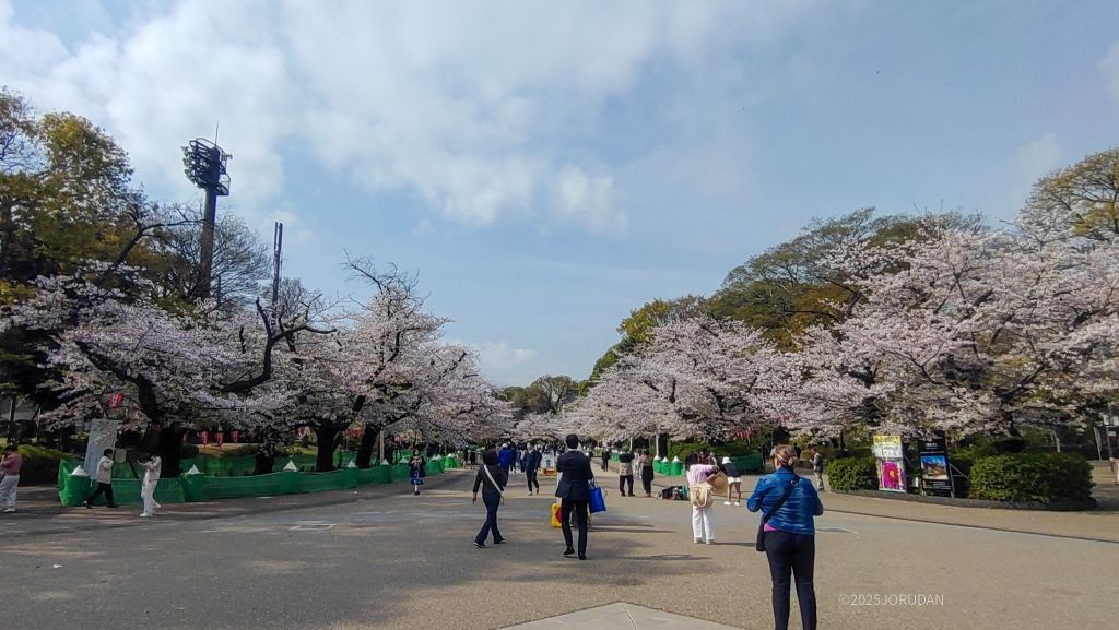 上野恩賜公園の桜開花情報｜花見特集2026