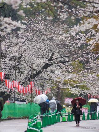 上野恩賜公園の桜開花情報｜花見特集2026