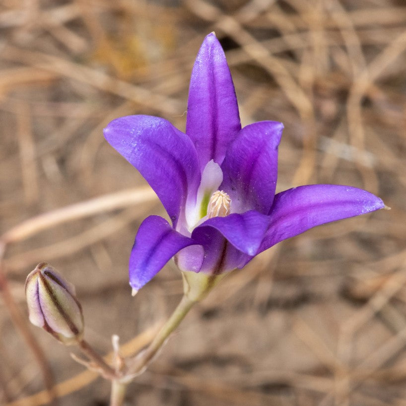 Harvest Brodiaea (Bulbs) – Sparrowhawk Native Plants