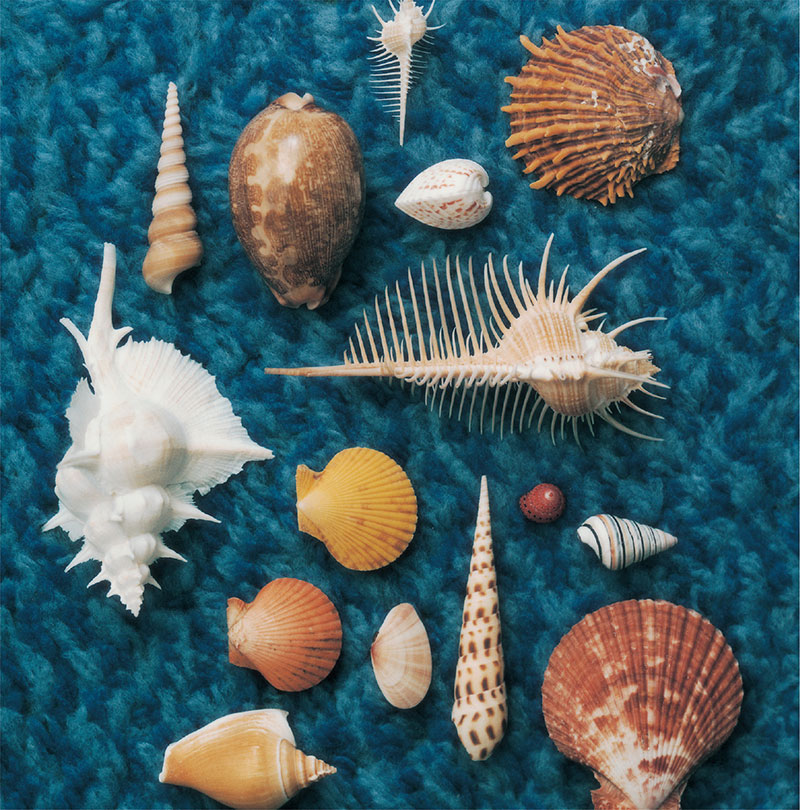 CYCLE HIT 1991-1997 Spitz Complete Single Collection ｜ SPITZ