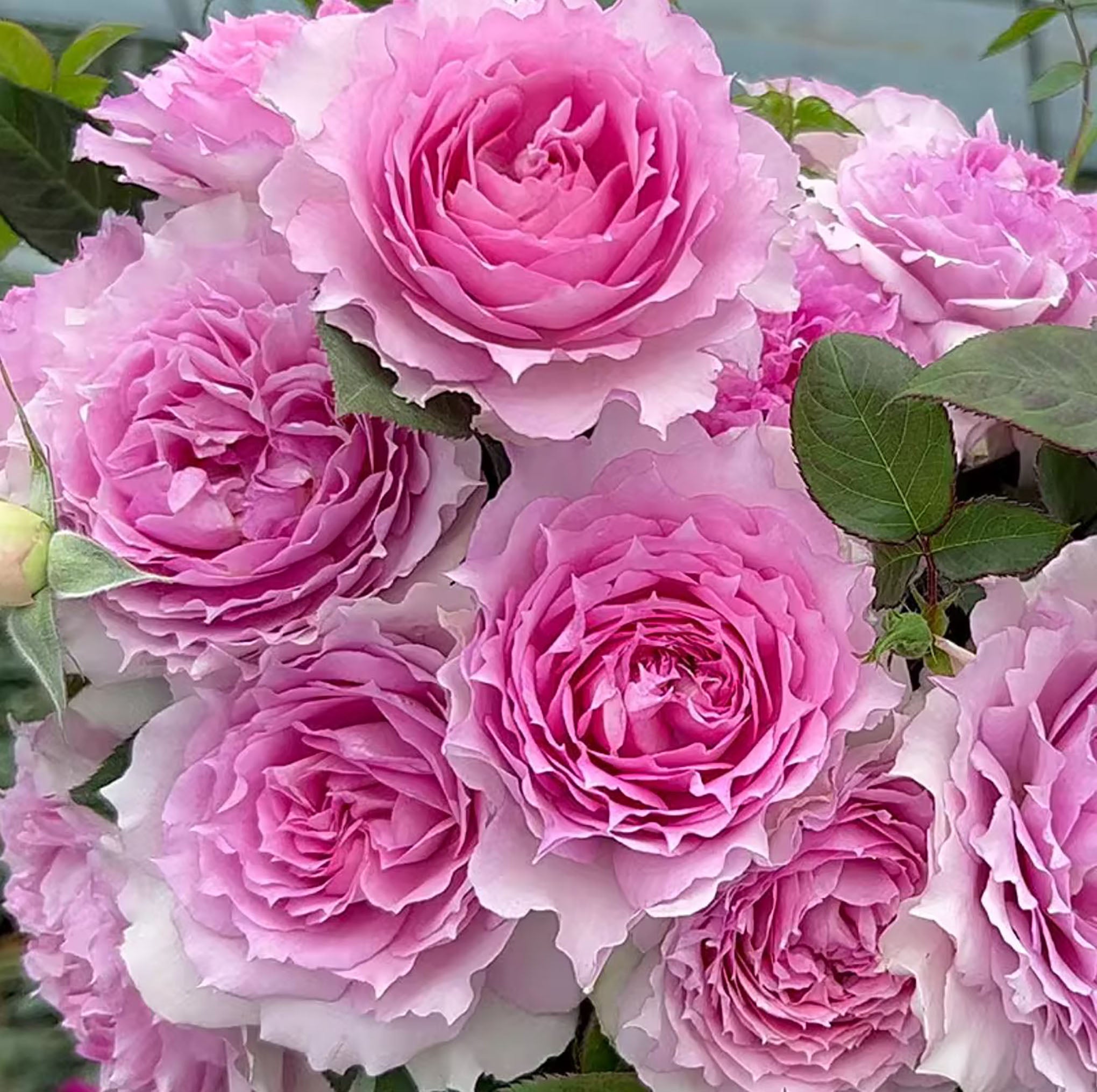 SPJ053, Doniazade 粉色天方夜谭, Japanese Shrub Rose, Thornless