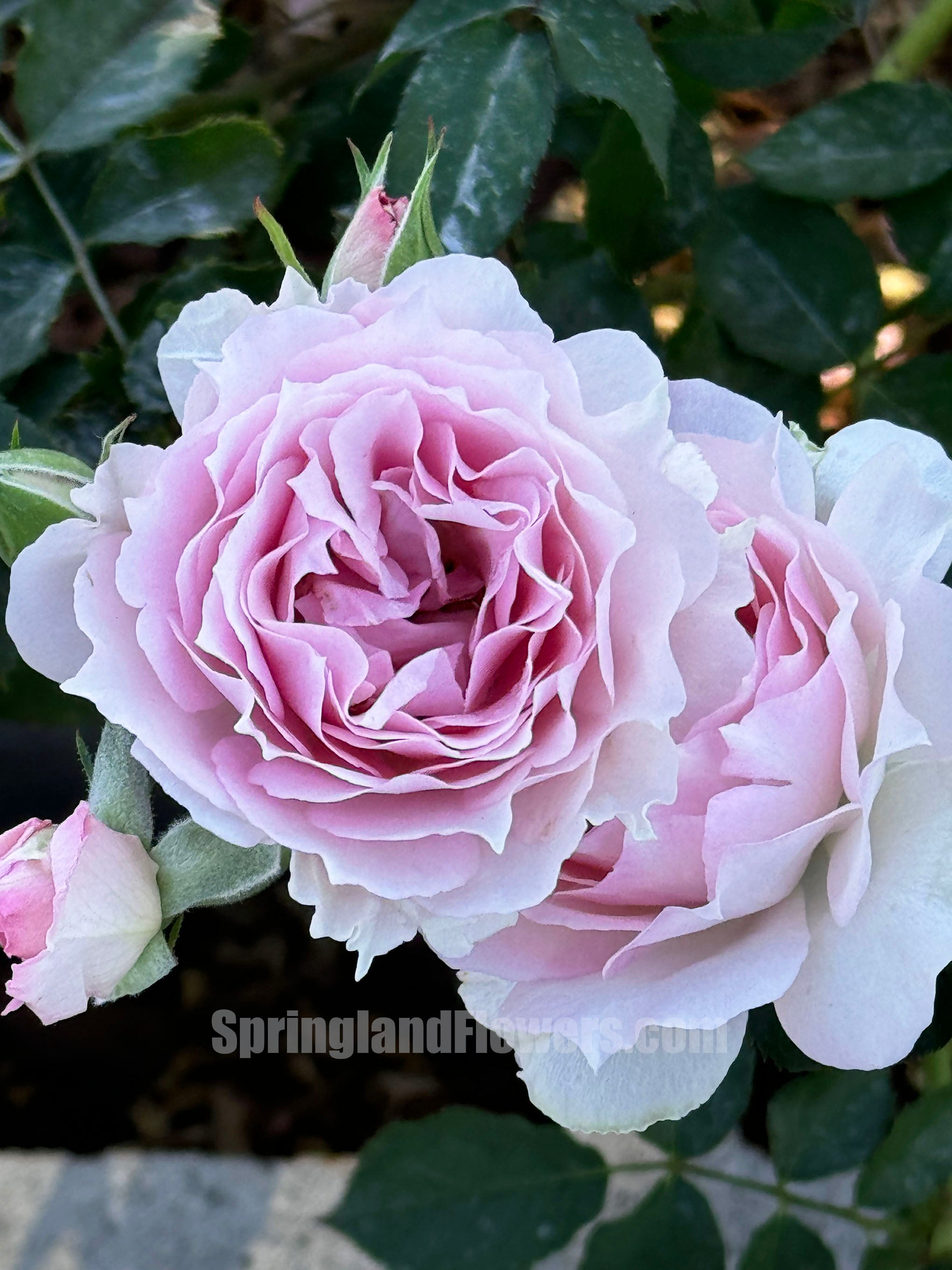 SPJ053, Doniazade 粉色天方夜谭, Japanese Shrub Rose, Thornless