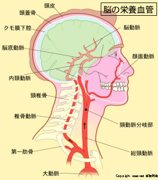 Neuroinfo Japan：脳の動脈