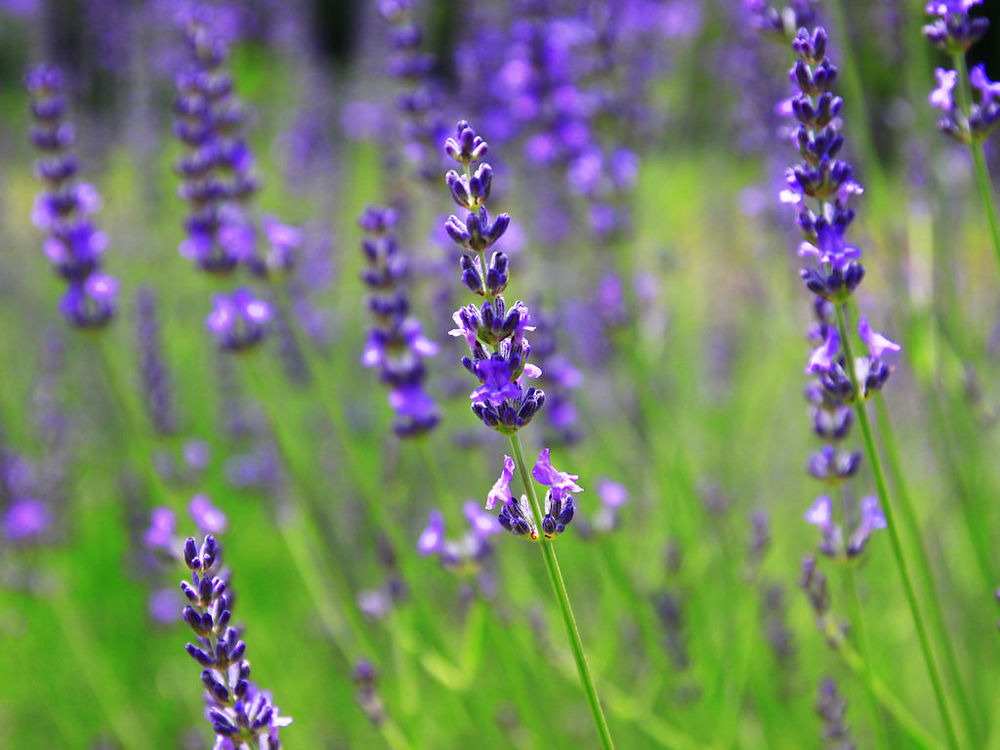 ラベンダー,無添加,リップクリーム,安全 | セントモニカ｜オンライン