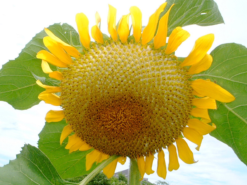 ヒマワリ | Helianthus annuus l. | かぎけん花図鑑