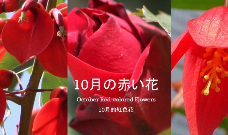 10月に咲いている赤い花 – 株式会社科学技術研究所