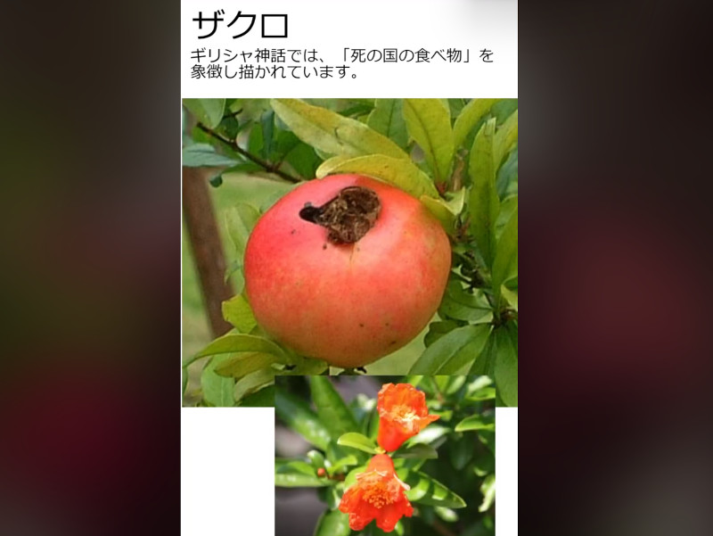 果物シリーズ7 柘榴 かぎけん花日記2023年10月8日(日曜日) – 株式会社