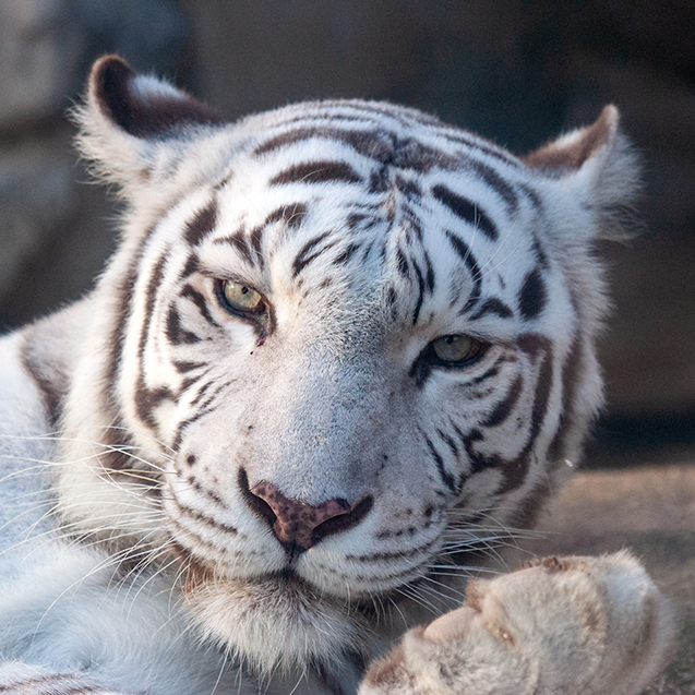 カーラ（ホワイトタイガー） | どうぶつとはな