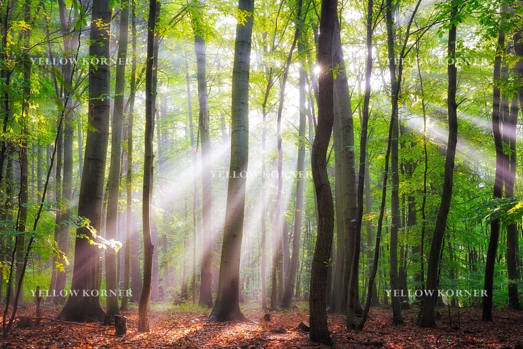 when-the-sun-shines-on-your-