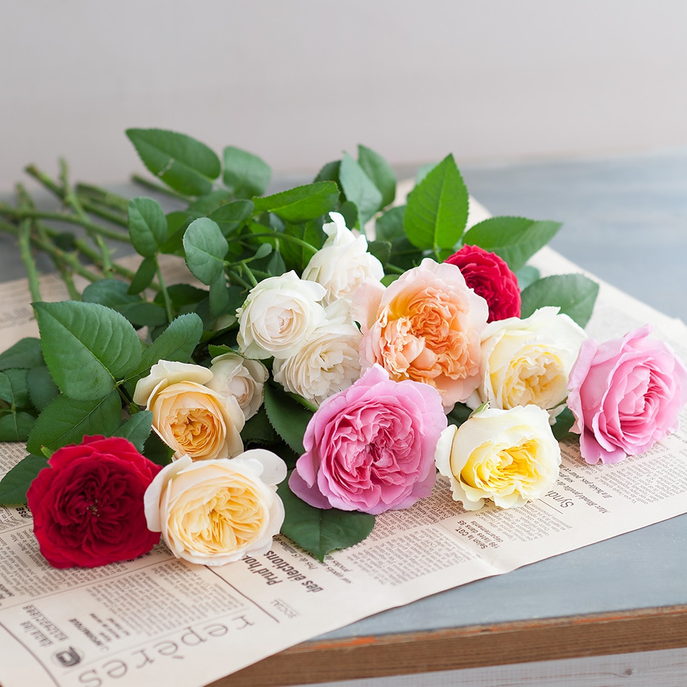 花時間マルシェ】イングリッシュローズ10本セット(杉本バラ園): その他