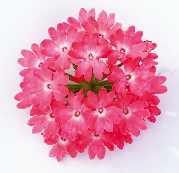 PW公式オンラインストア / スーパーベナ(R) シュガーピンク