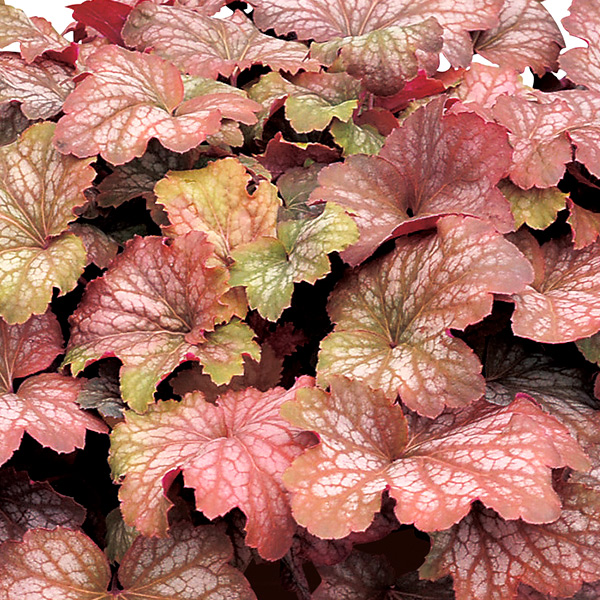 PW公式オンラインストア / ヒューケラ ドルチェ スウィートプリンセス