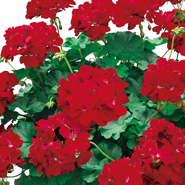 PW公式オンラインストア / スーパーゼラニウム チャンピオン レッド