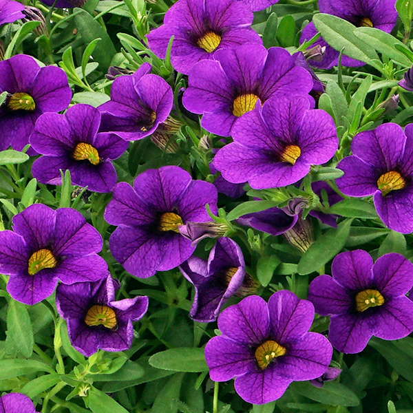 PW公式オンラインストア / スーパーベル(R) ポケットブルー