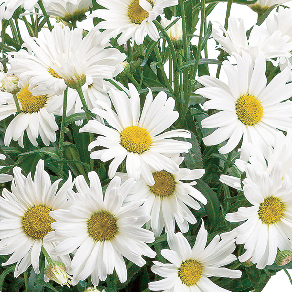 PW公式オンラインストア / レウカンセマム ミルキーウェイ デイジーメイ