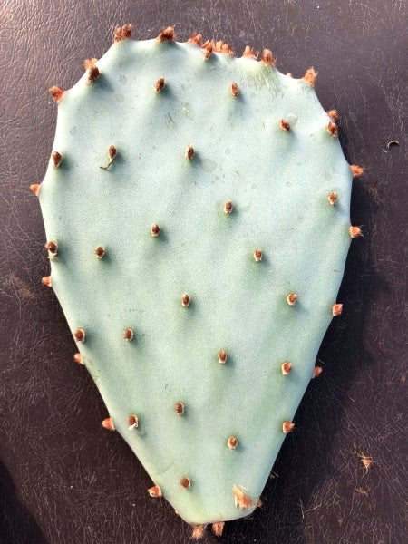 ビッグバザール用の商品 ガラパゴス団扇サボテン's | コタブロ日記