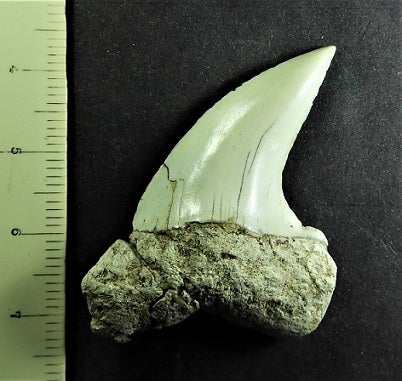 山入層 真っ白なハスタリスの歯化石 | kulif 化石 富貴蘭 石斛 寒葵 食