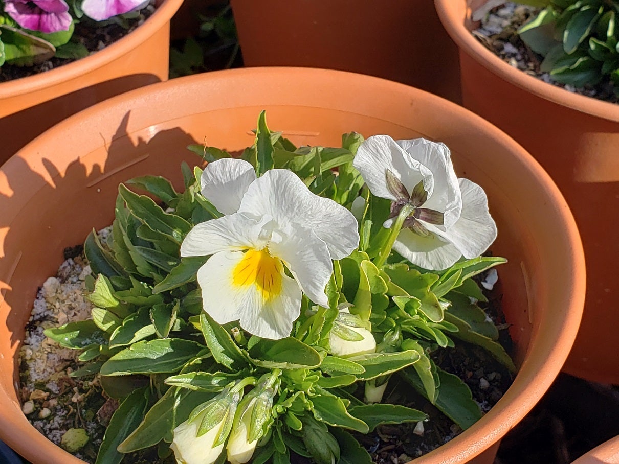 花がら摘みをした，よく咲くスミレその後。 | tadasi331のブログ 岡