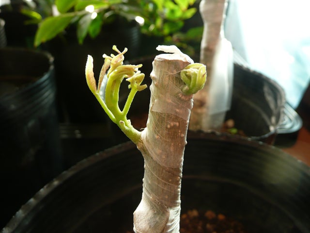 ホワイトサポテの接ぎ木経過 | アボカドと果樹のブログ