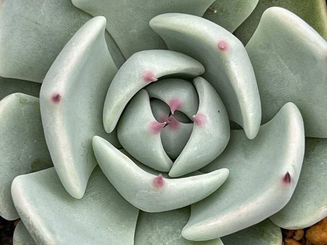 029【円】おらいさん苗 ミックスベリア 成長記録 多肉植物 | みどり