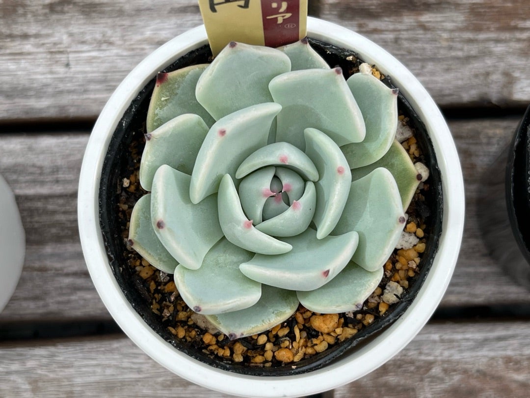 029【円】おらいさん苗 ミックスベリア 成長記録 多肉植物 | みどり