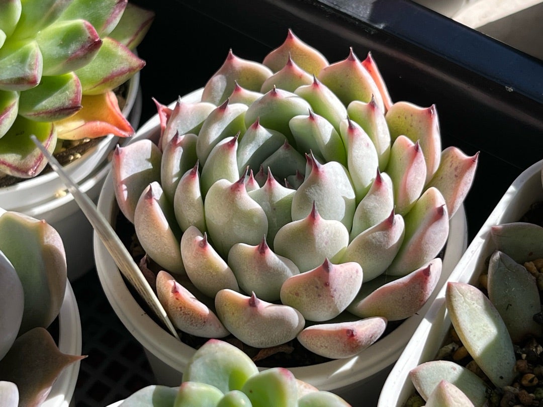 002【そわそわ】おらいさん苗 ミックスベリア 成長記録 多肉植物