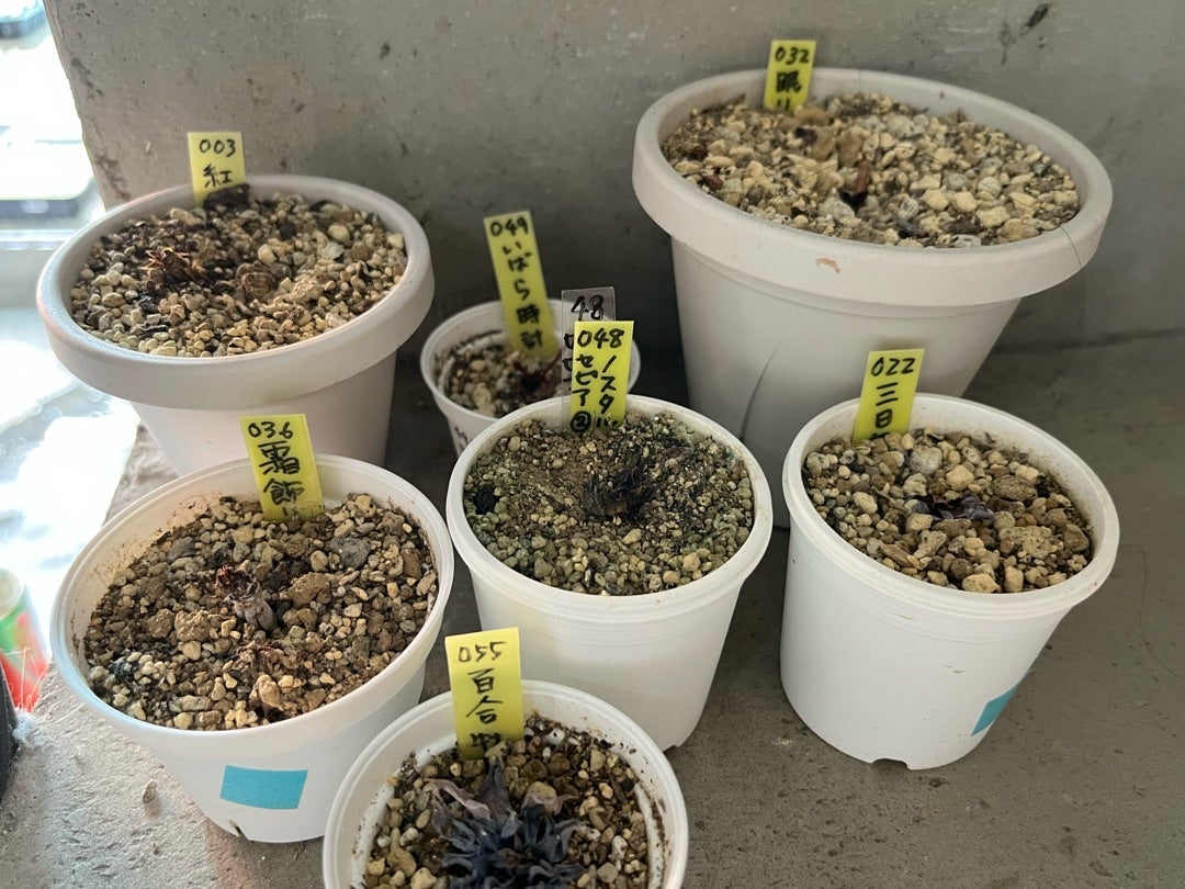 24年の、この春のこの夏のおらいさん苗やらかしたで賞 | みどりあお