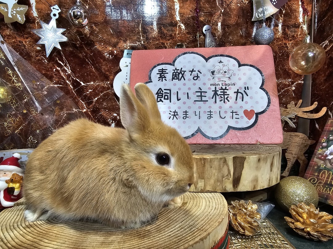 ⭐飼い主さまが決まりました⭐ | 札幌のうさぎ専門店“mon Lapin”のブログ