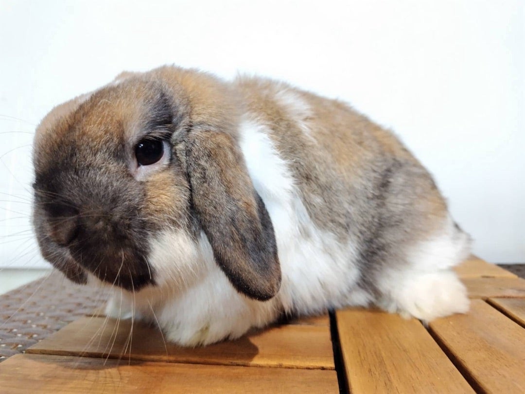 2匹のウサギの飼い主様が決まりました！ | 札幌のうさぎ専門店“mon
