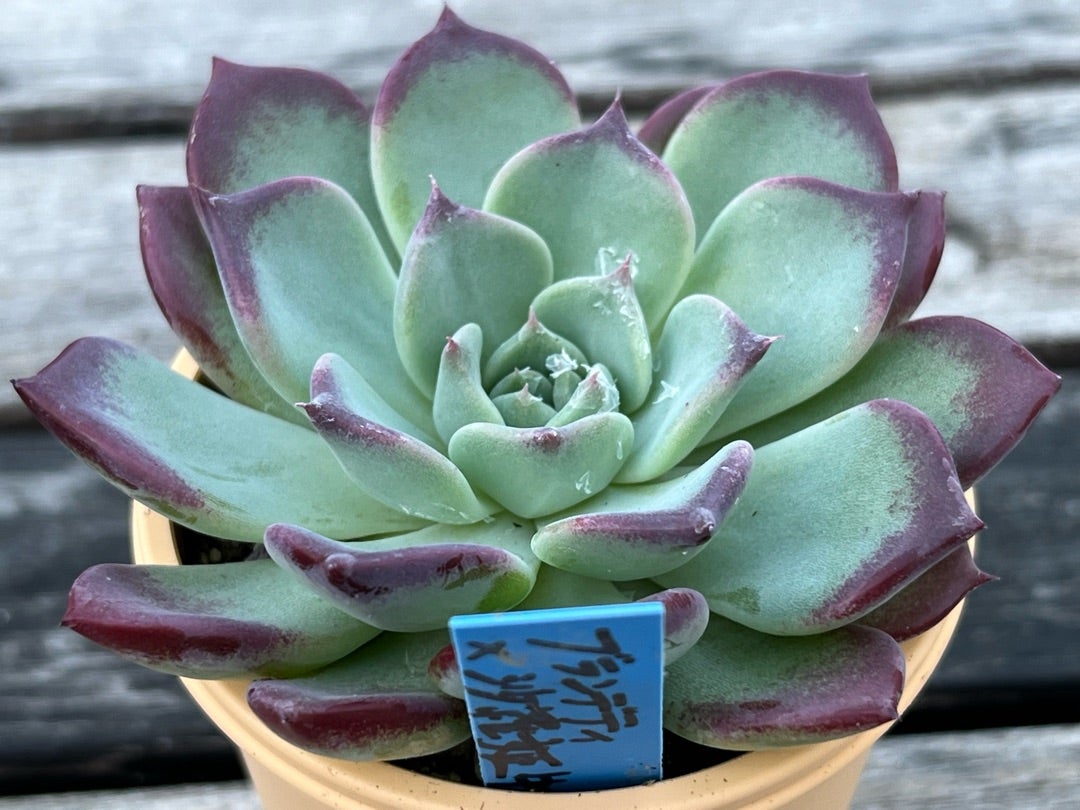 青札【ブランデティ×沙羅姫牡丹】おらいさん苗 ミックスベリア 成長