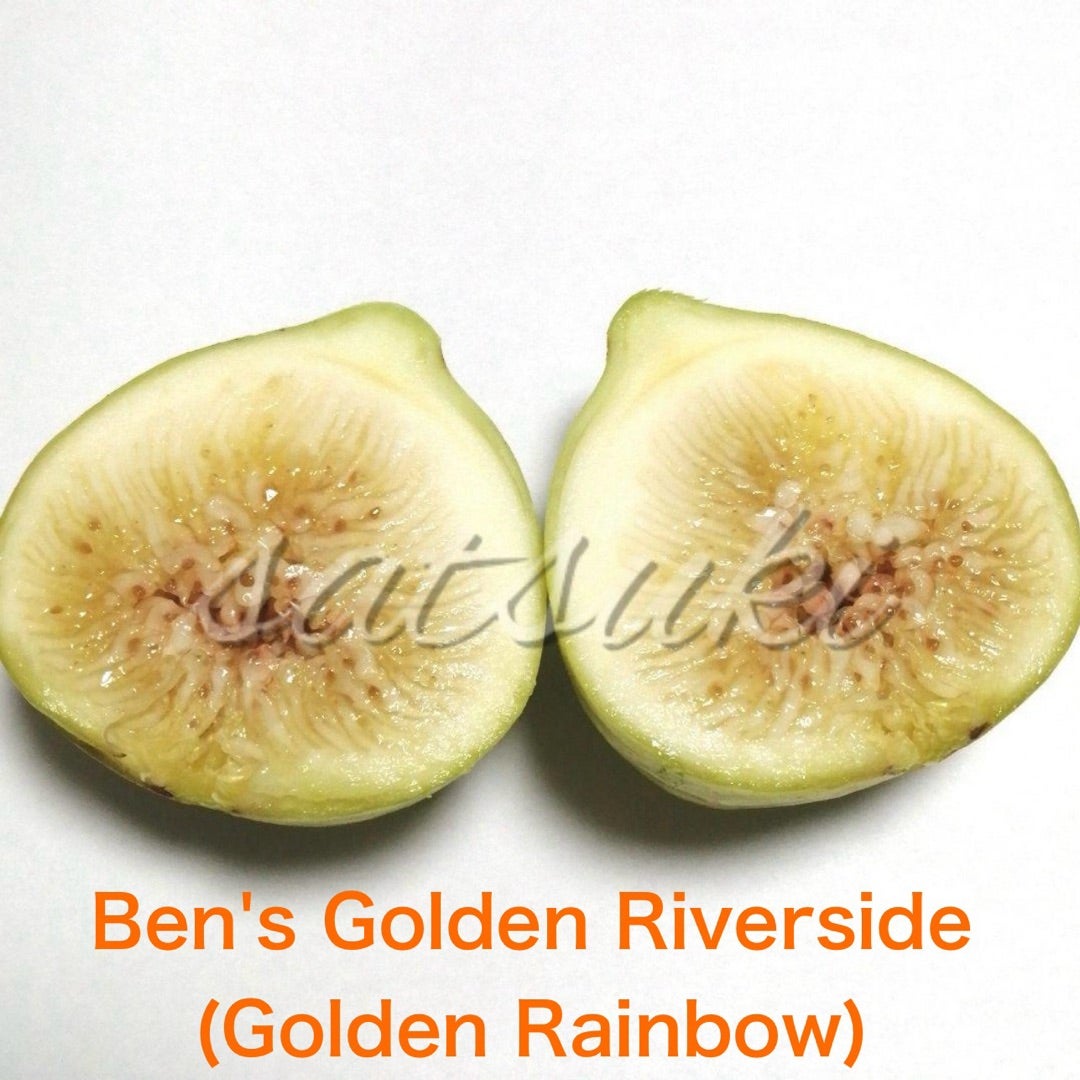 探しまくったニューフェイスイチジク苗木*(^o^)/*》《一日で赤黒く