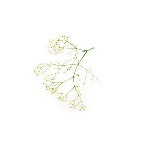 即日☆【プリザーブド】大地農園/スーパーソフトミニカスミ草・フレア