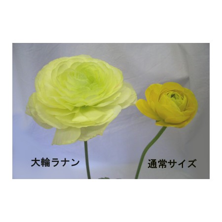 生花】ラナンキュラス カルノミックス - 花材通販はなどんやアソシエ