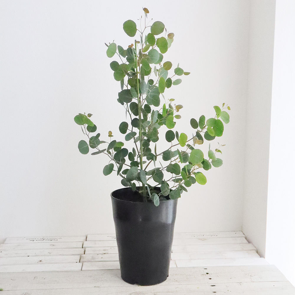 送料無料】【生花/鉢】ユーカリ ポポラス 7寸鉢 ※北海道・九州・沖縄は