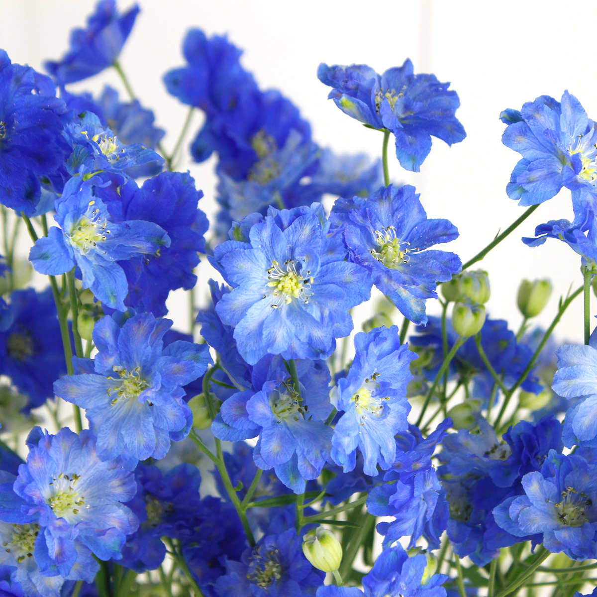 直前!!】デルフィ ラピスラズリ(青スプレー) - 花材通販はなどんやアソシエ