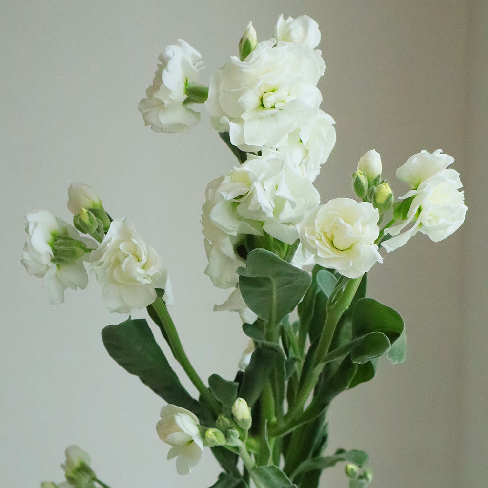 直前】【生花】スプレーストック(白)60cm〜【OR-5】 - 花材通販はなど