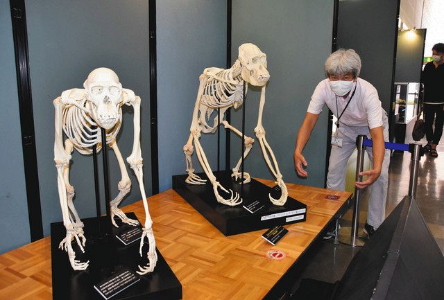 のんほいの動物、骨まで愛して 豊橋市自然史博物館で標本展示：中日新聞Web