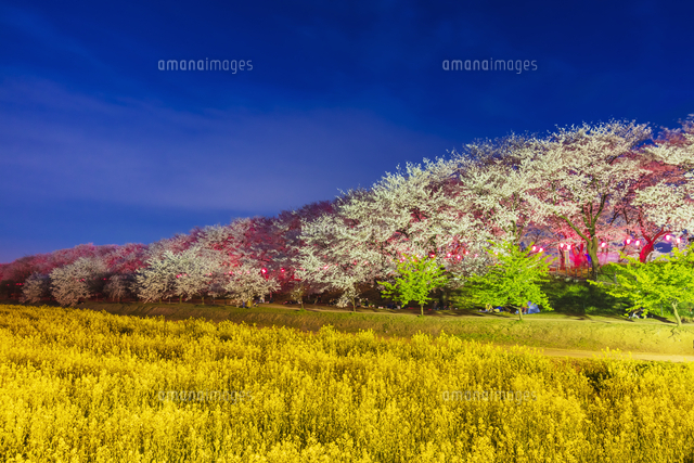 権現堂堤の桜と菜の花[01072031935]の写真・イラスト素材｜アマナ