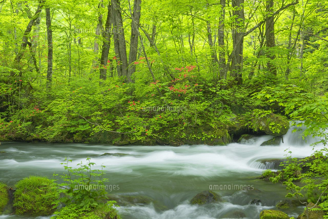 新緑の奥入瀬渓流[01801024885]の写真・イラスト素材｜アマナイメージズ