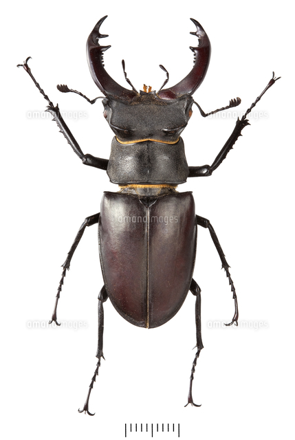 ヨーロッパミヤマクワガタのオス 標本[20047002100]の写真・イラスト