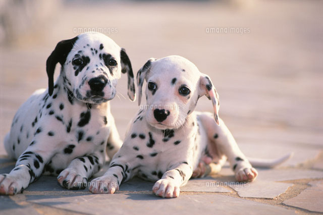 2匹のダルメシアン[21003004069]の写真・イラスト素材｜アマナイメージズ