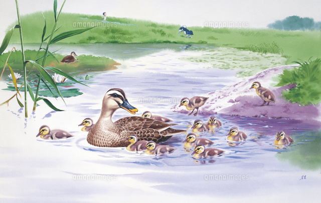 カルガモの親子[32003000010]の写真・イラスト素材｜アマナイメージズ