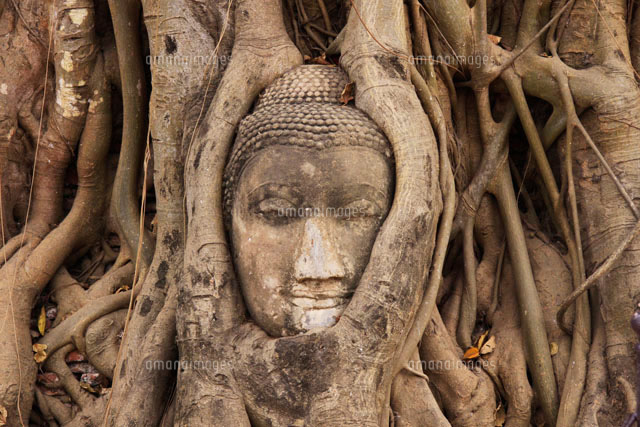 アユタヤ遺跡 ワット・マハータート 仏頭[10277001402]の写真