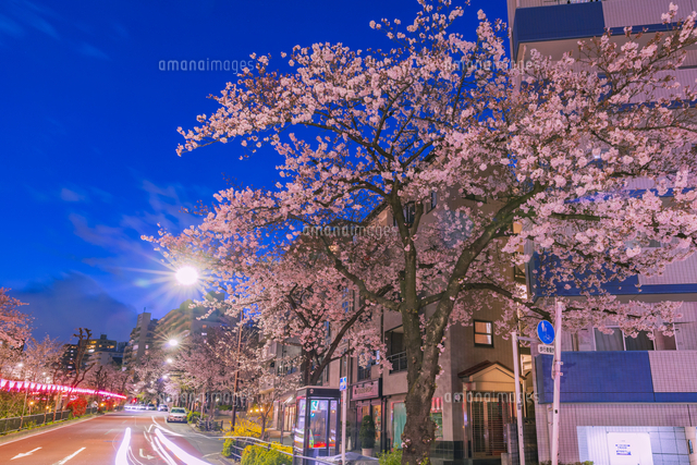 ライトアップの播磨坂桜並木 東京夜景[10309001764]の写真・イラスト