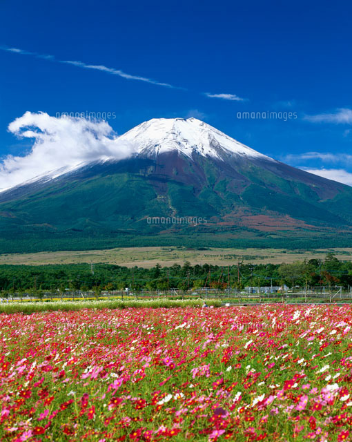 コスモス畑と富士山[25747010022]の写真・イラスト素材｜アマナイメージズ