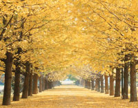 秋の銀杏並木[25271004786]の写真・イラスト素材｜アマナイメージズ