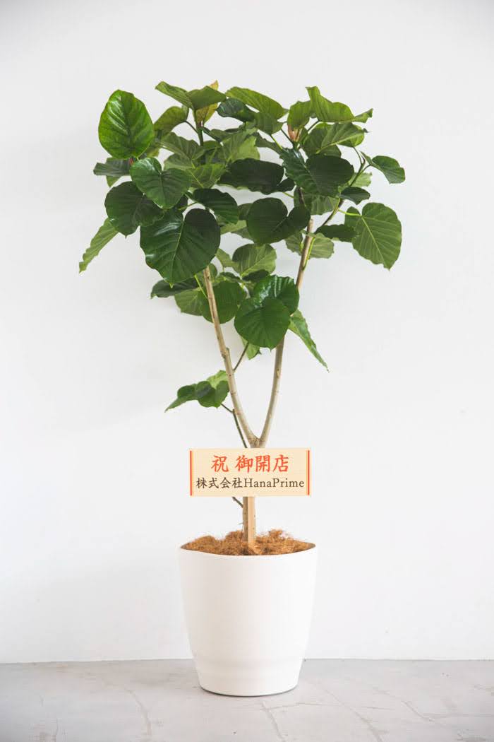 観葉植物 フィカス ウンベラータ（10号鉢）｜HanaPrime（ハナプライム）
