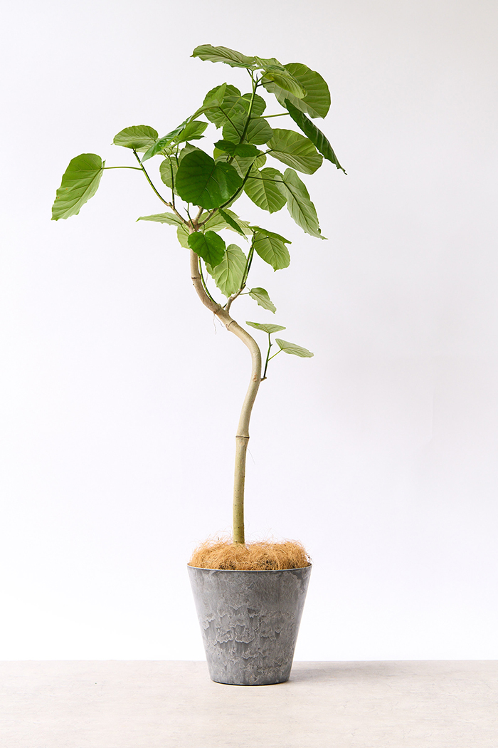 観葉植物 フィカス ウンベラータ曲がり（8号鉢）｜HanaPrime（ハナ