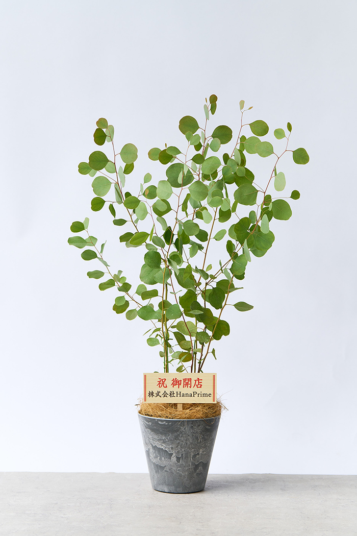 観葉植物 ユーカリ ポポラス（6号鉢）｜HanaPrime（ハナプライム）