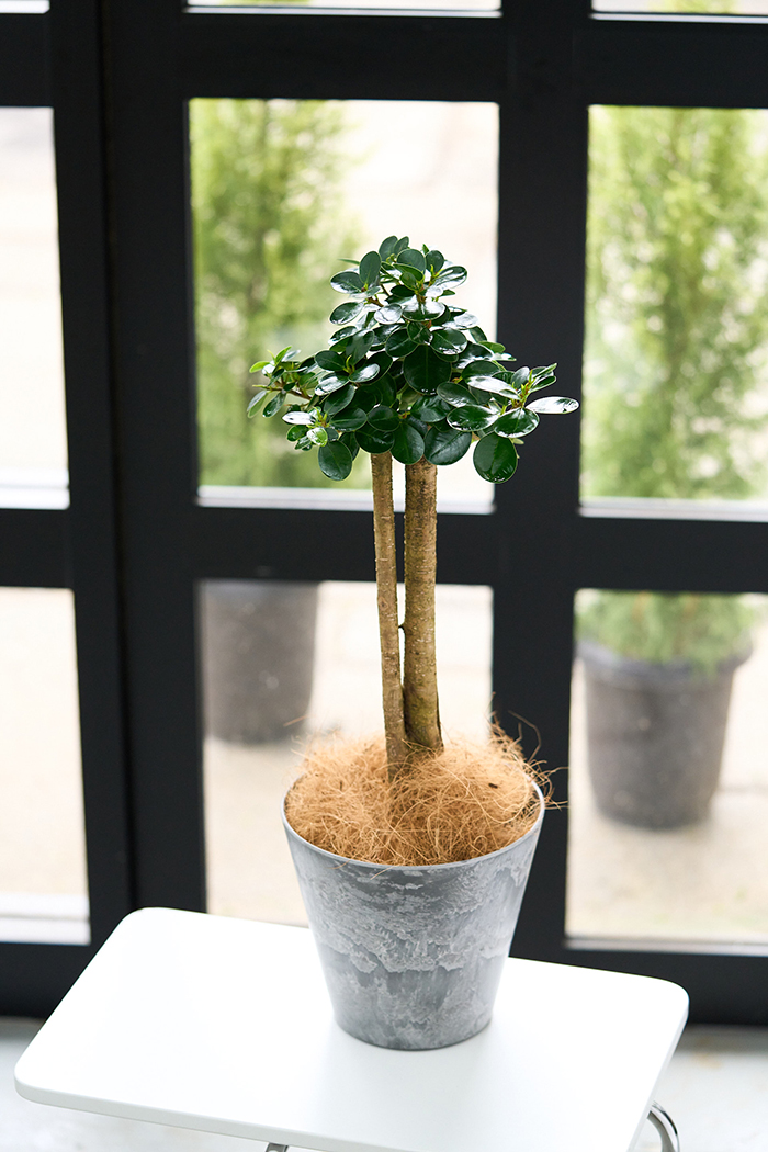 観葉植物 パンダガジュマル（6号鉢）｜HanaPrime（ハナプライム）